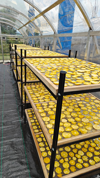 Yellow pineapple slices on shelves inside a Solar Dryer, a controlled environment facility for naturally drying Agri produce 